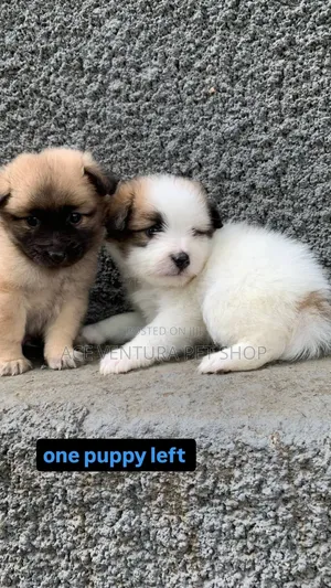 Photo - 1-3 months Male Purebred Maltese