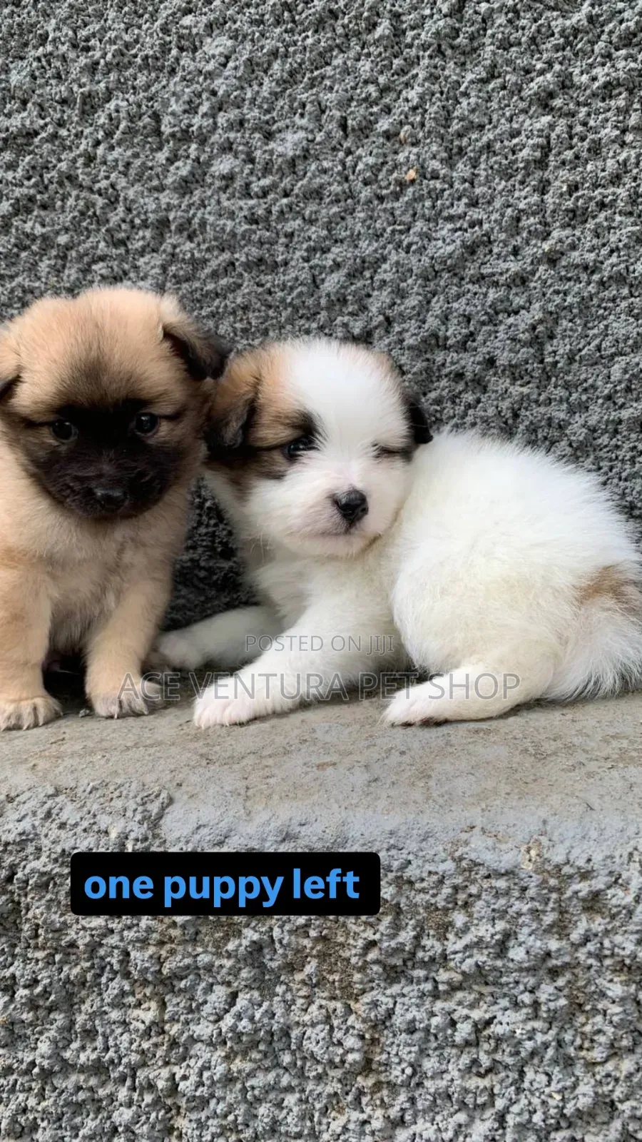 1-3 months Male Purebred Maltese