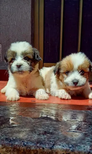 Photo - 1-3 months Male Purebred Maltese