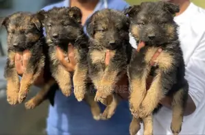 1-3 months Male Purebred German Shepherd