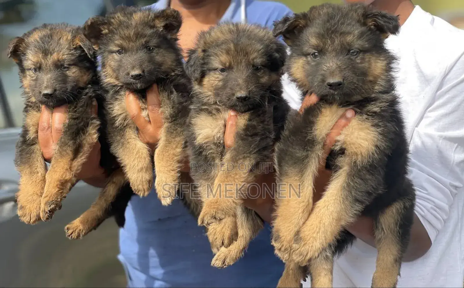 1-3 months Male Purebred German Shepherd