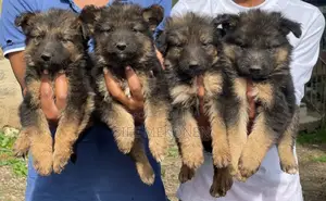 Photo - 1-3 months Male Purebred German Shepherd