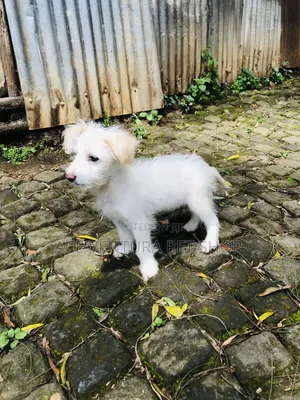 1-3 months Male Purebred Maltese