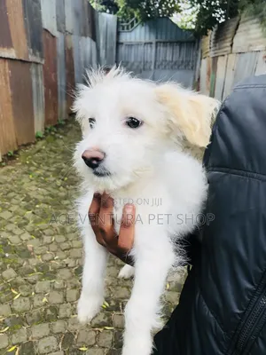Photo - 1-3 months Male Purebred Maltese