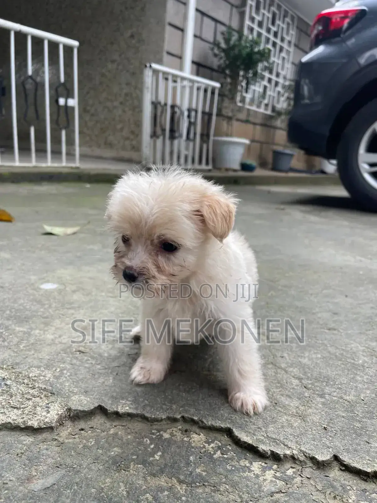 1-3 months Male Purebred Maltese