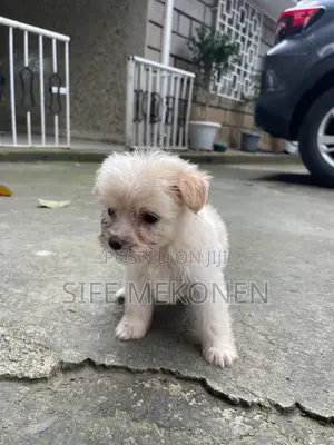 1-3 months Male Purebred Maltese