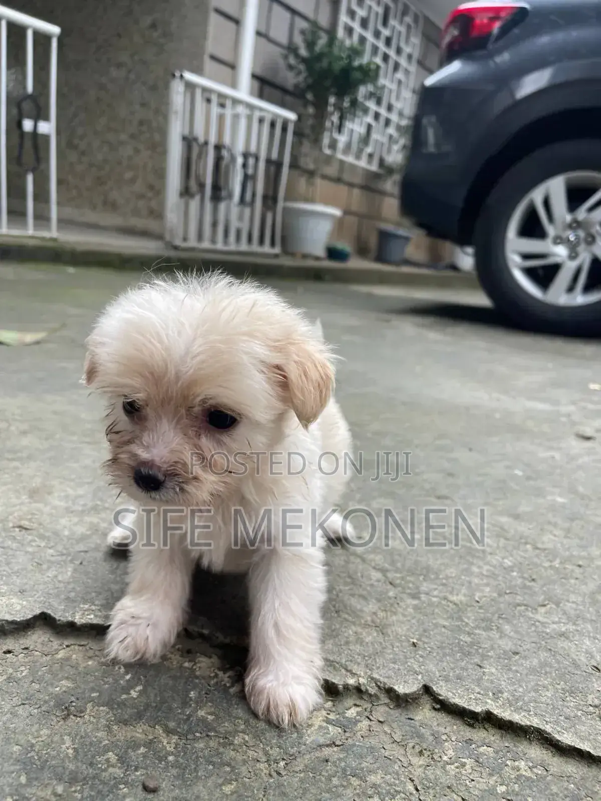 1-3 months Male Purebred Maltese