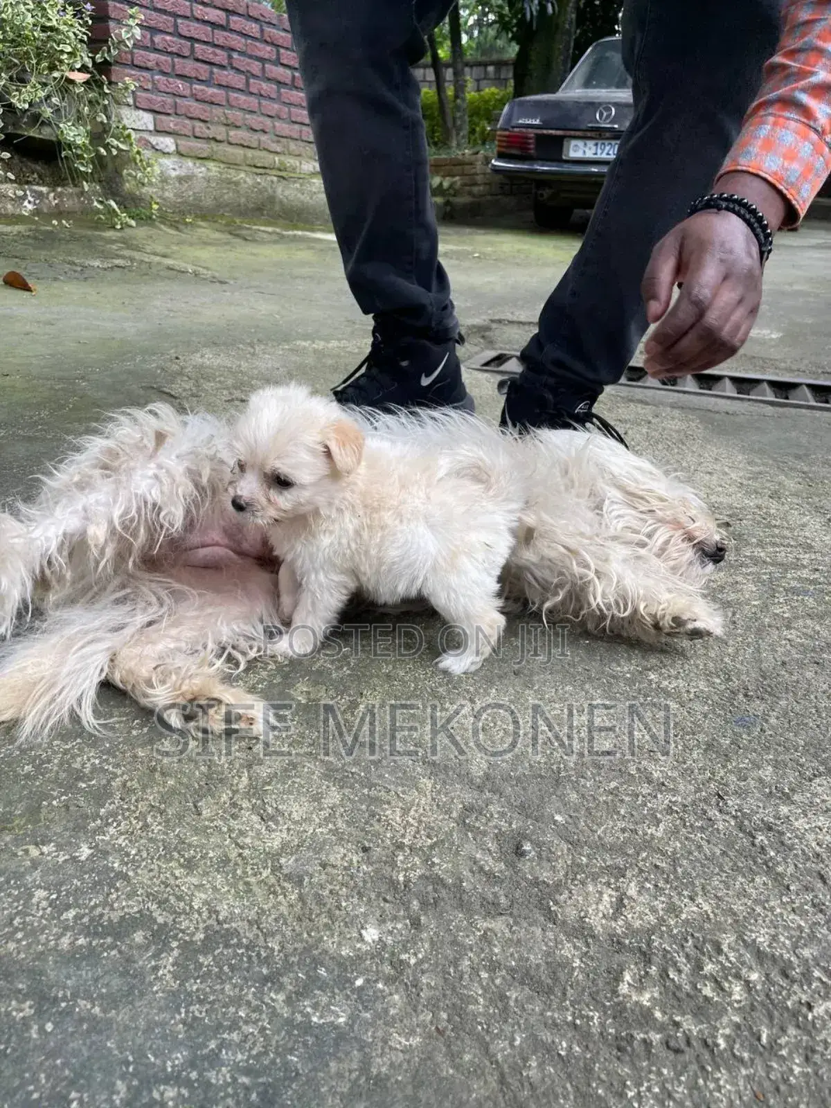 1-3 months Male Purebred Maltese