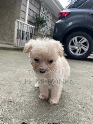 1-3 months Female Purebred Maltese