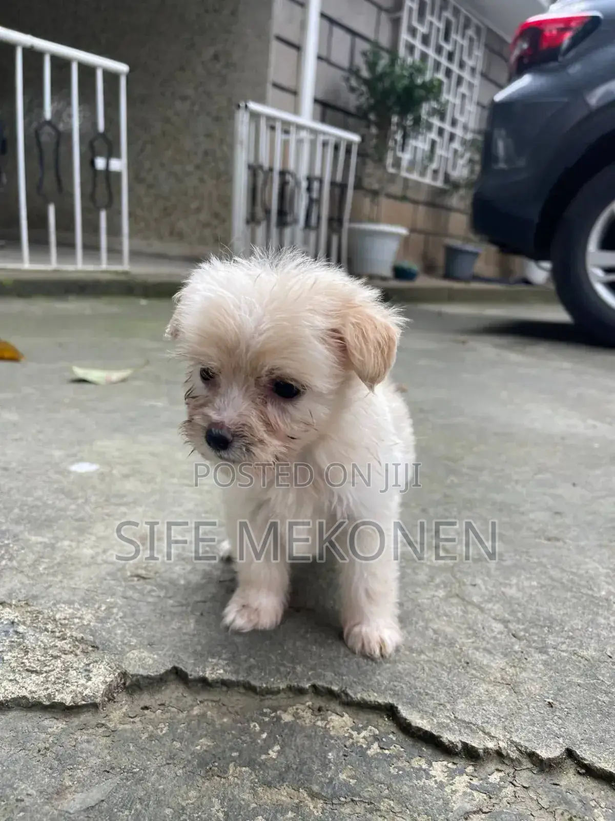 1-3 months Female Purebred Maltese