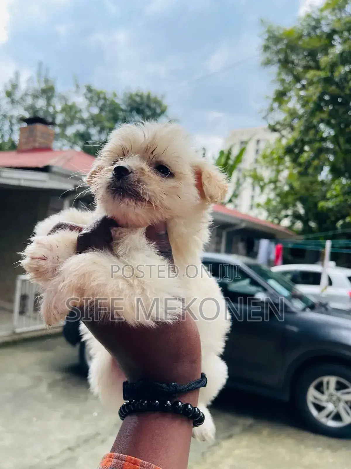 1-3 months Female Purebred Maltese
