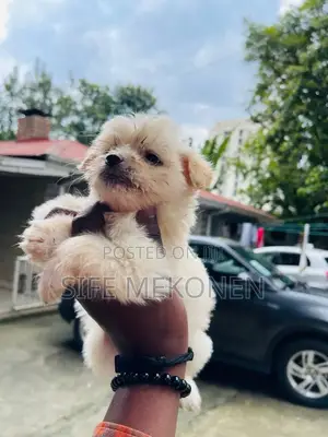 Photo - 1-3 months Female Purebred Maltese