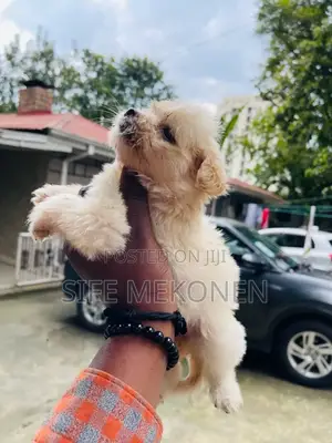 1-3 months Female Purebred Maltese