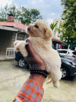1-3 months Female Purebred Maltese