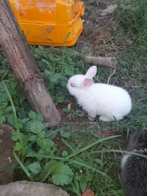Photo - Bunny Rabbit 