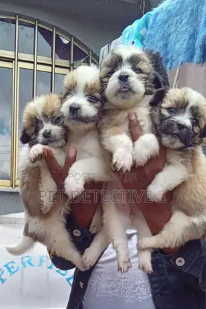 Photo - 1-3 months Male Purebred Maltese