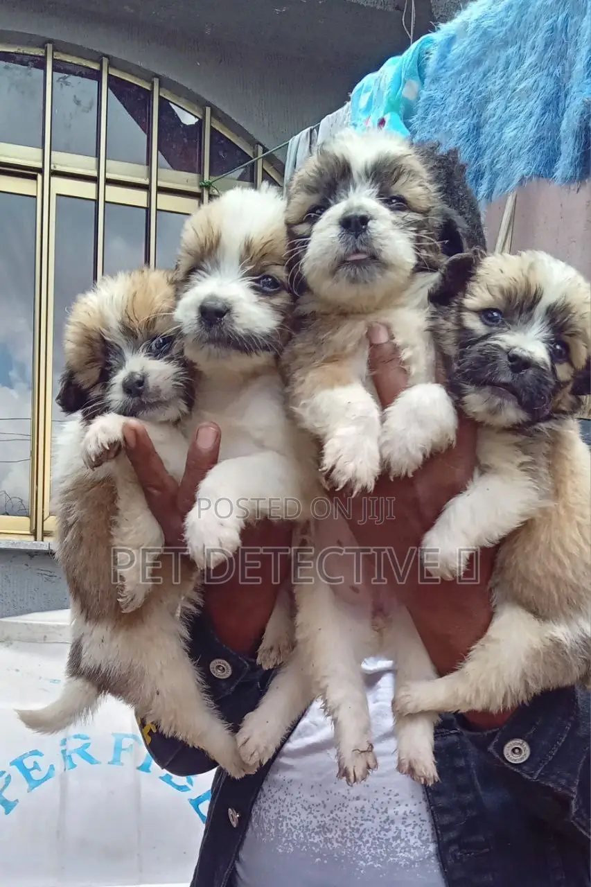 1-3 months Male Purebred Maltese