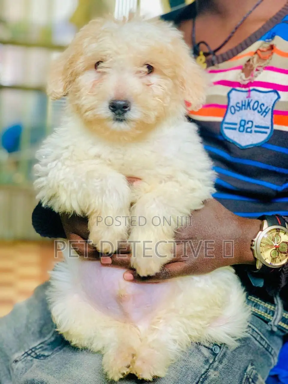 1-3 months Male Purebred Shih Tzu