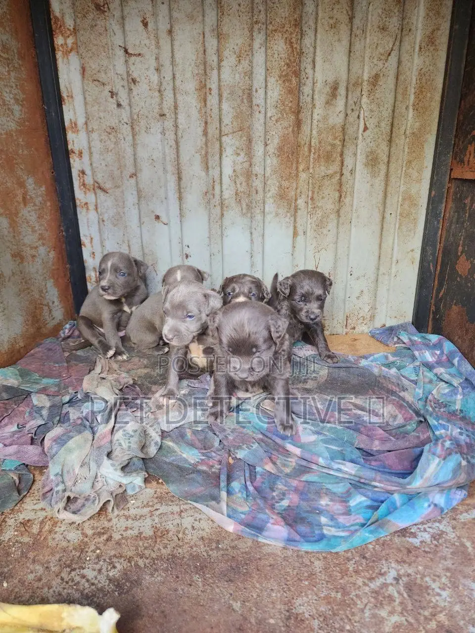 1-3 months Male Purebred American Pit Bull Terrier