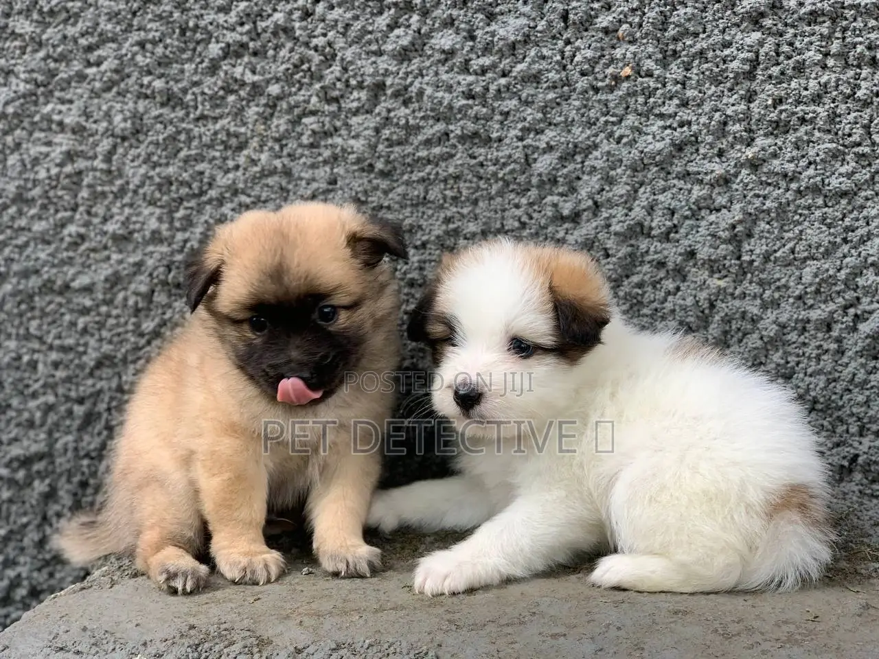 1-3 months Male Mixed Breed Pomeranian