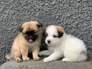 Photo - 1-3 months Male Mixed Breed Pomeranian