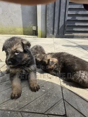 Photo - 1-3 months Male Purebred German Shepherd