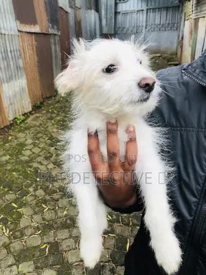 1-3 months Male Purebred Maltese