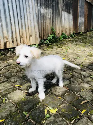 Photo - 1-3 months Male Purebred Maltese