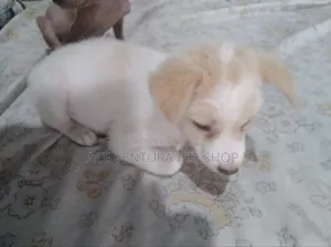 1-3 months Male Mixed Breed Maltese