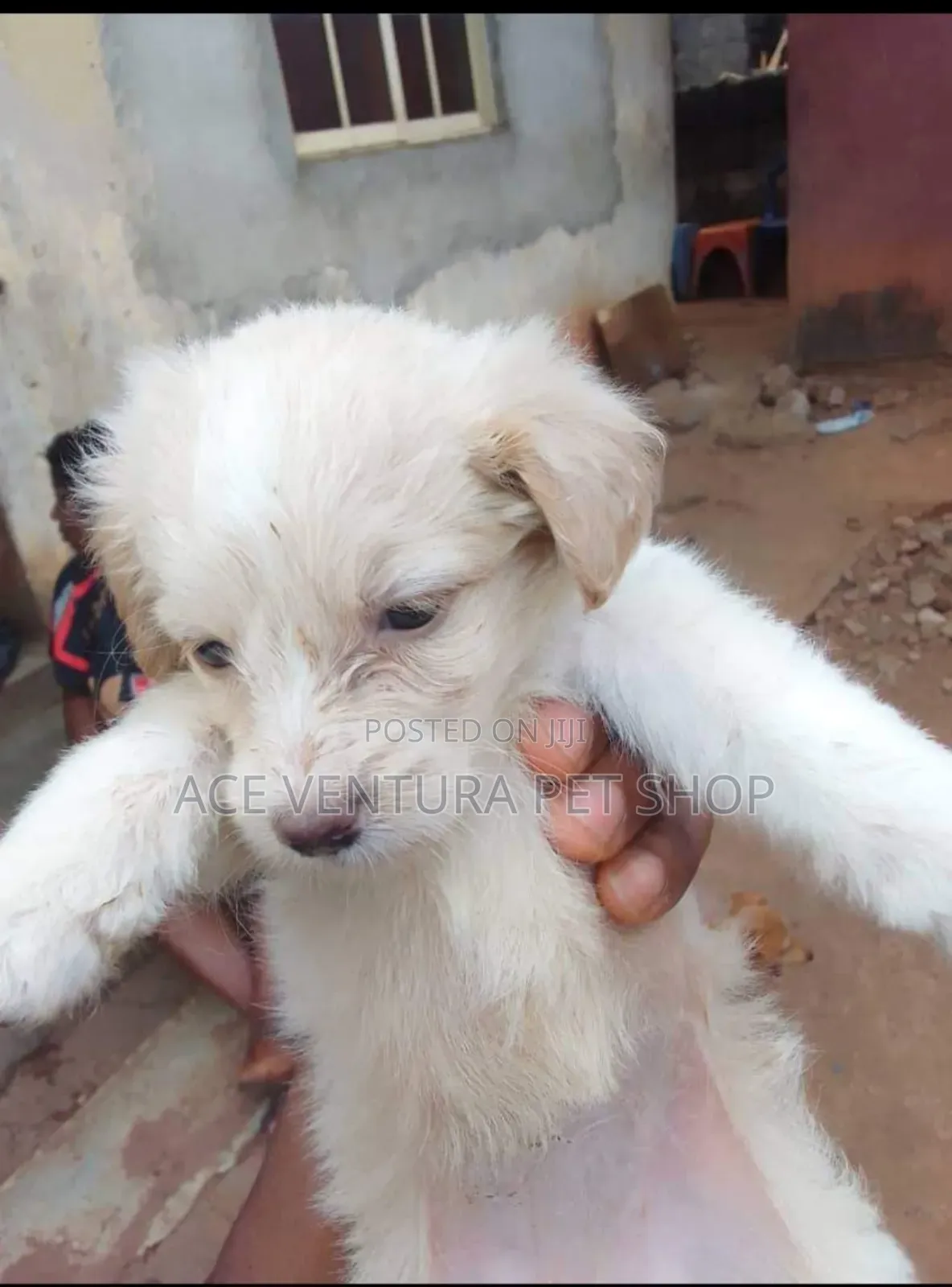 1-3 months Male Mixed Breed Maltese