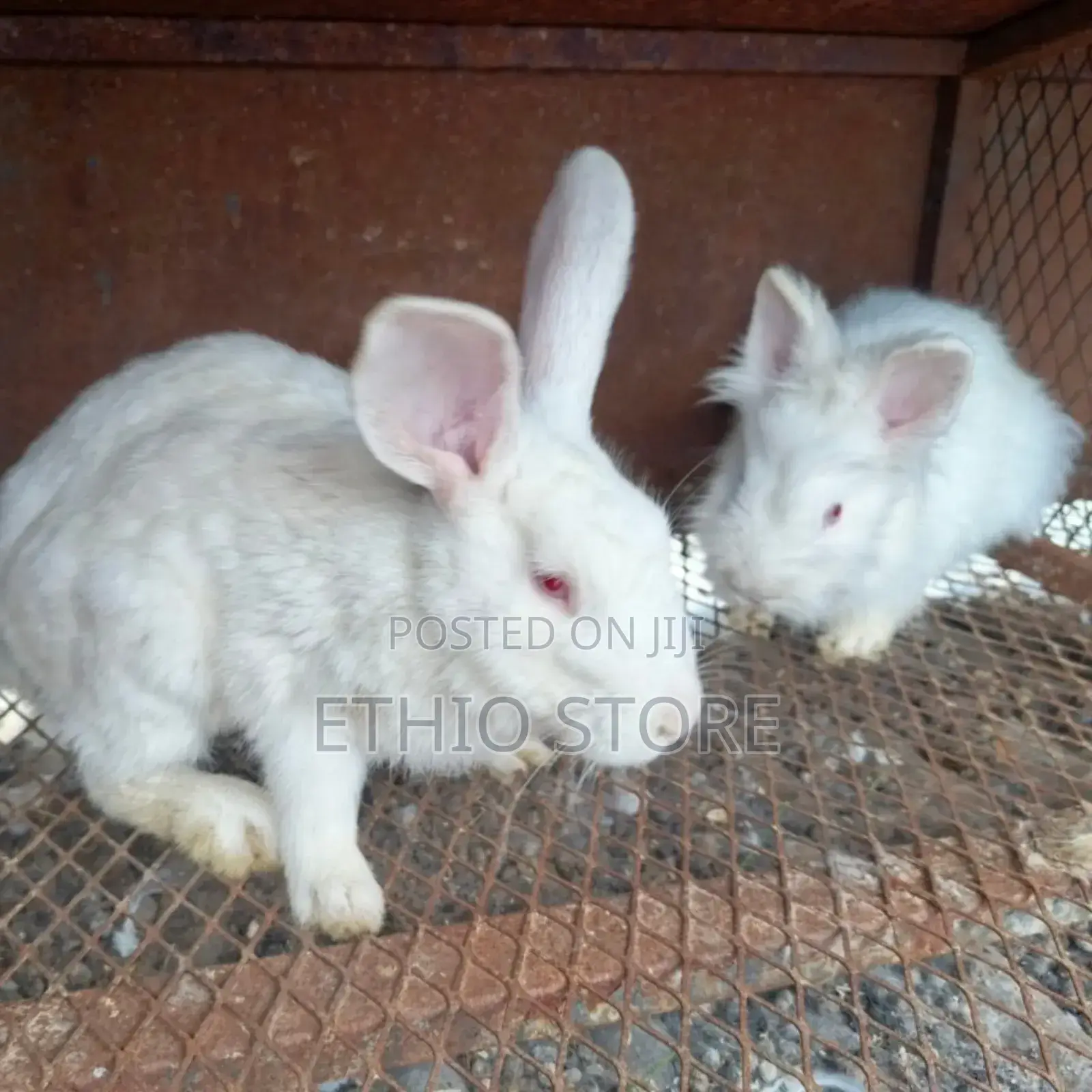 Rabbits for All Kids