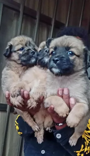 1-3 months Male Mixed Breed Maltese