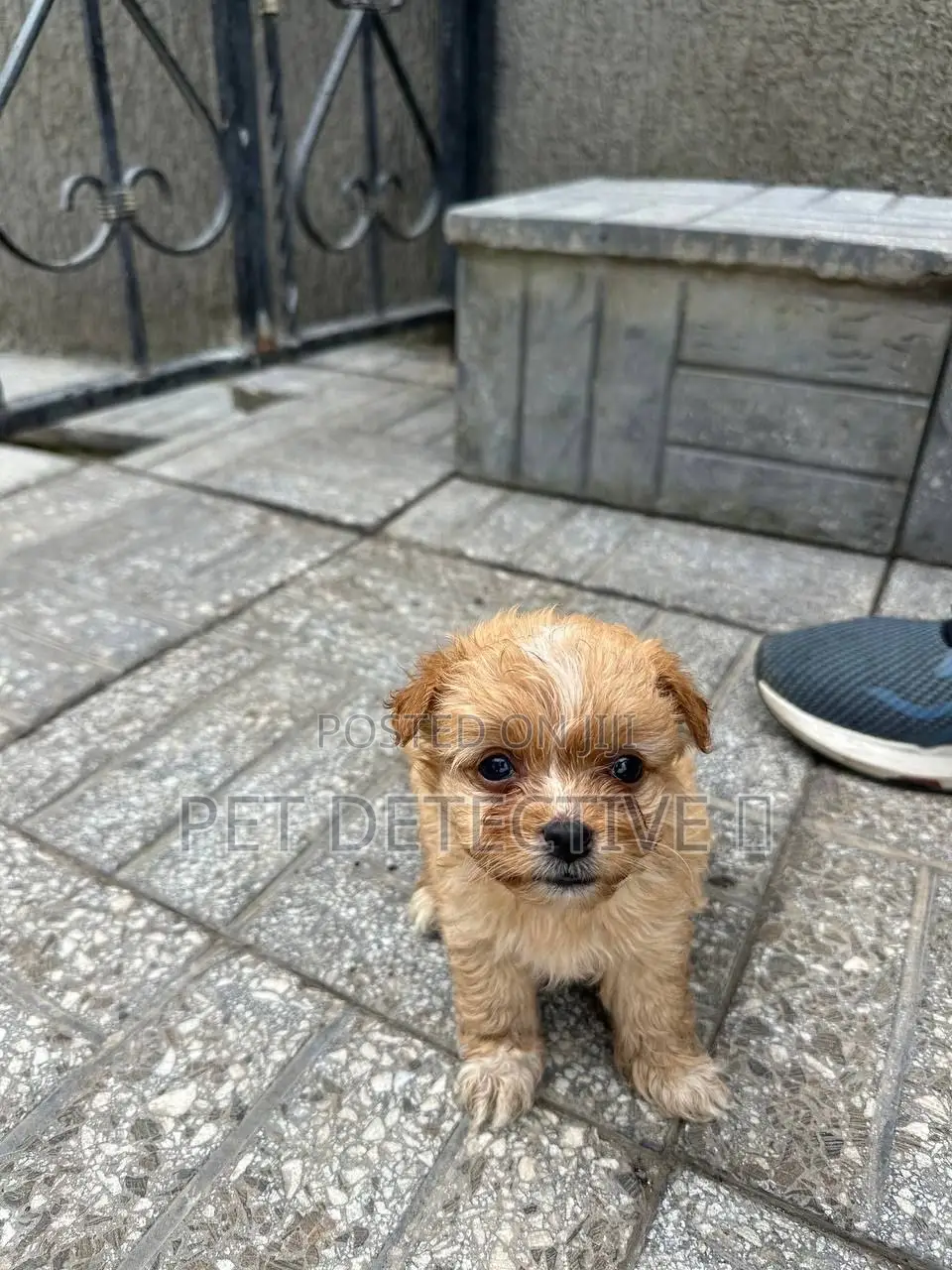 1-3 months Male Purebred Maltese
