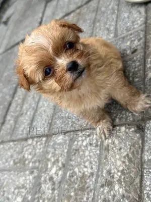 1-3 months Male Purebred Maltese