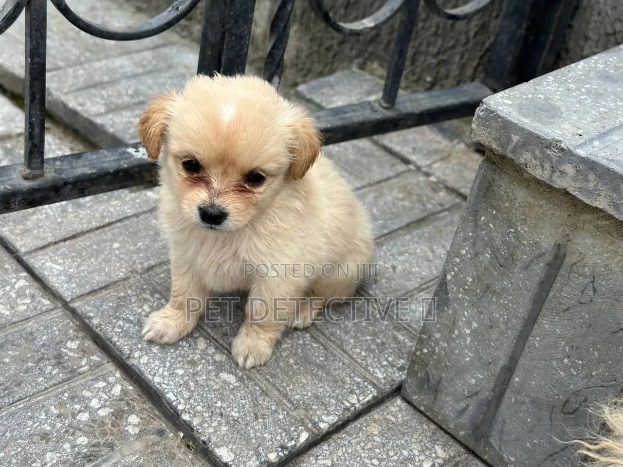 1-3 months Male Purebred Maltese