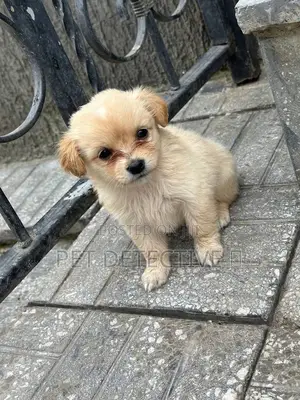 Photo - 1-3 months Male Purebred Maltese