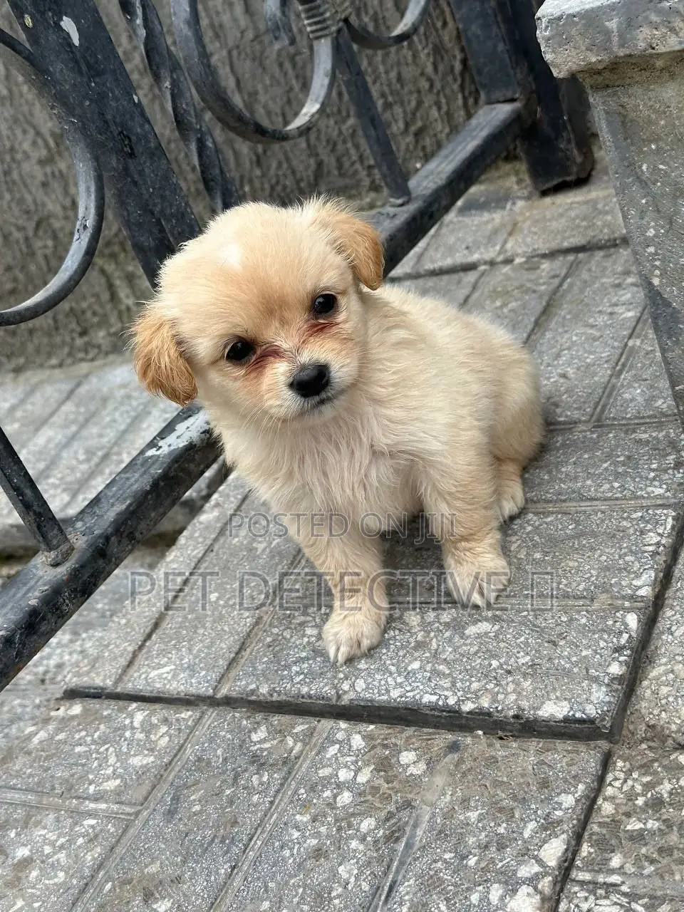 1-3 months Male Purebred Maltese