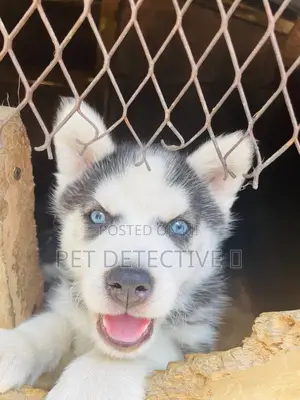 Photo - 1-3 months Female Purebred Siberian Husky