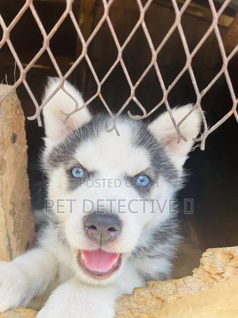 1-3 months Female Purebred Siberian Husky