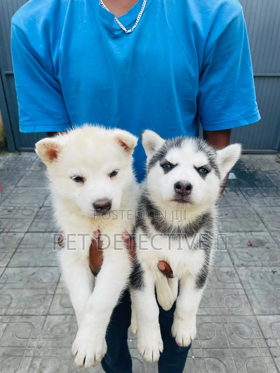 1-3 months Female Purebred Siberian Husky