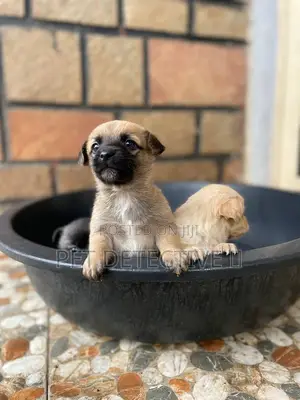 Photo - 1-3 months Male Purebred Maltese
