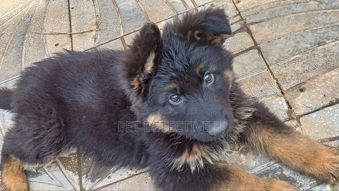 1-3 months Male Purebred German Shepherd