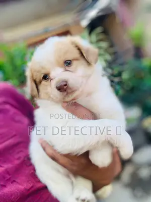 Photo - 1-3 months Male Purebred Maltese