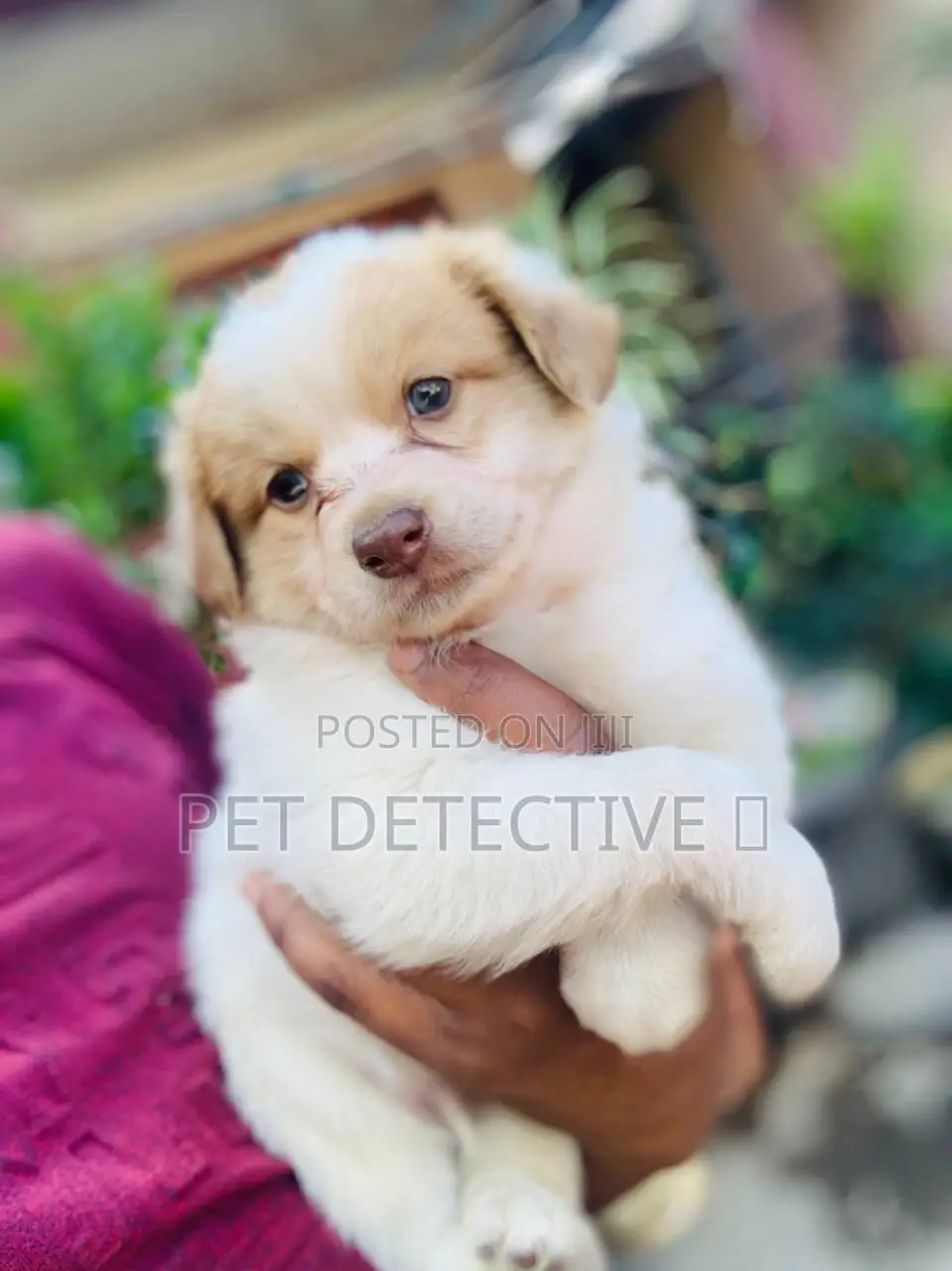 1-3 months Male Purebred Maltese