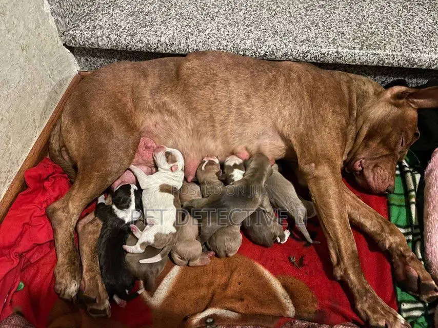 0-1 month Male Purebred American Pit Bull Terrier