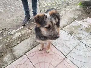 Photo - 1-3 months Male Mixed Breed Maltese