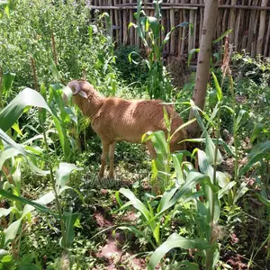 1bdrm House in Alem Bank, Akaky Kaliti for sale