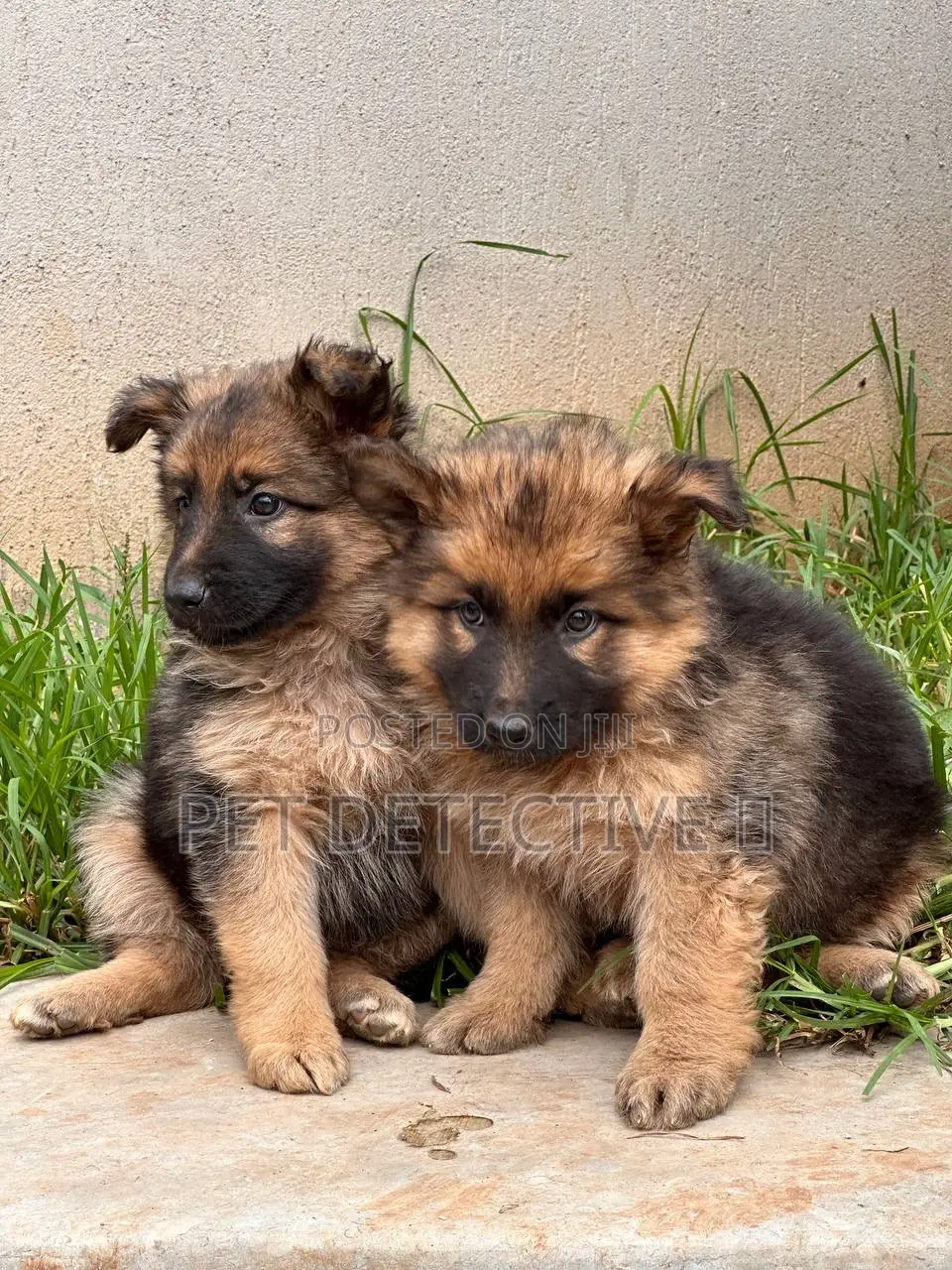 1-3 months Male Purebred German Shepherd