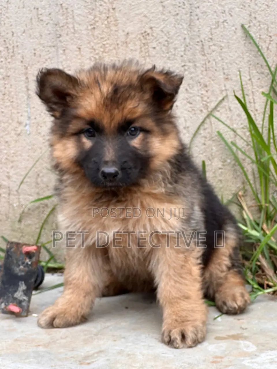 1-3 months Female Purebred German Shepherd