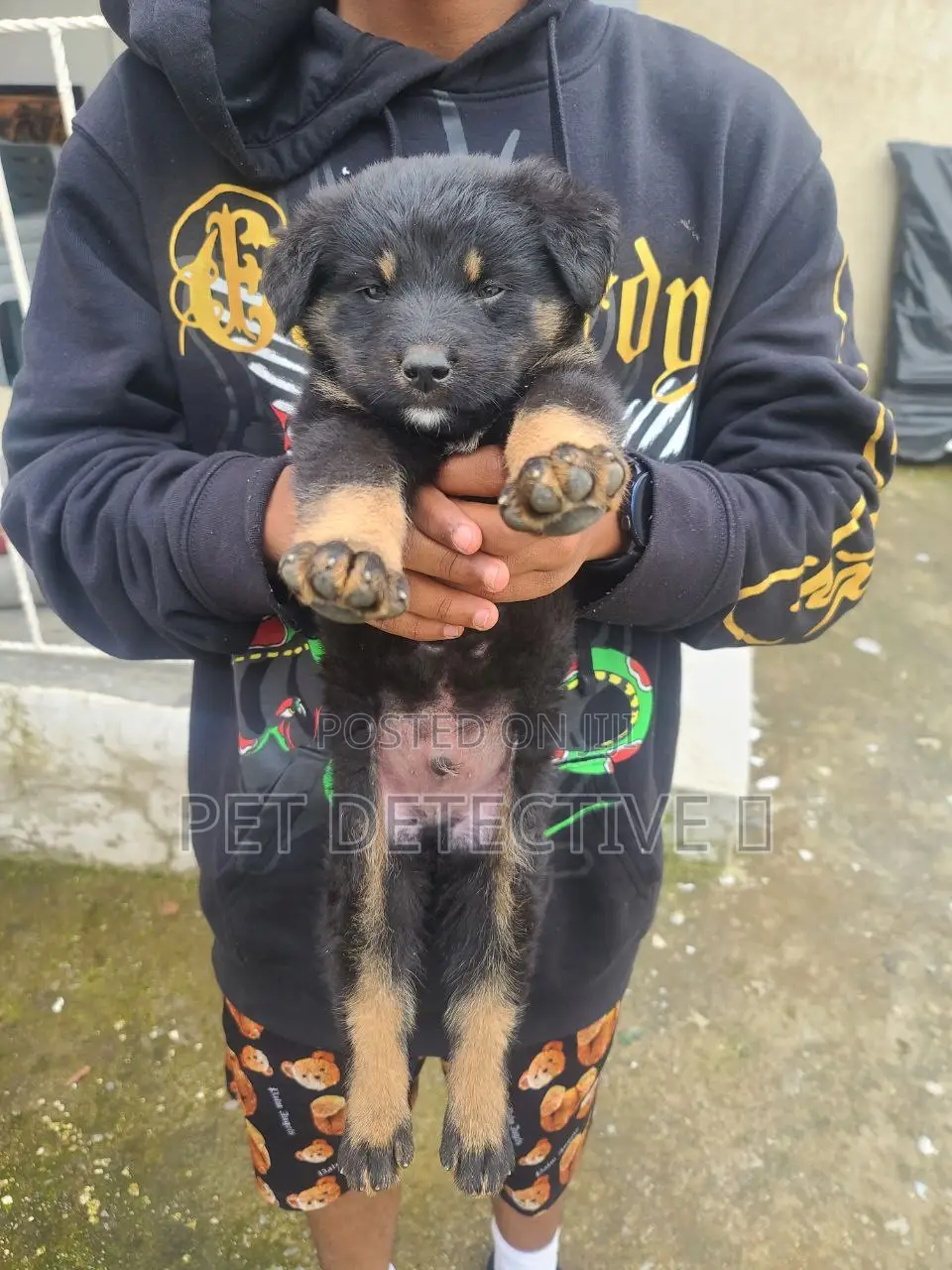 1-3 months Male Purebred German Shepherd